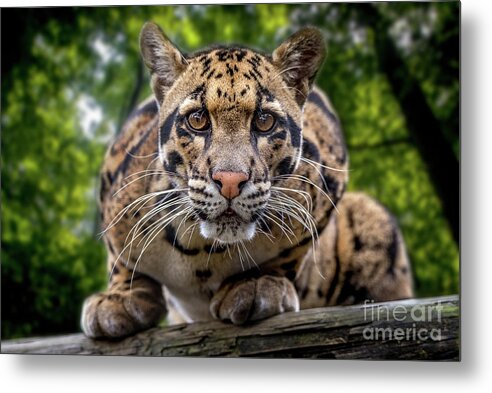 Animals Metal Print featuring the photograph Surveillance by John Hartung  ArtThatSmiles com