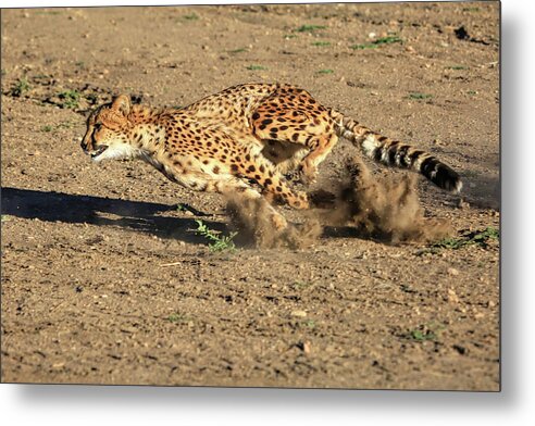 Cheetah Metal Print featuring the photograph The Chase by Donna Kennedy