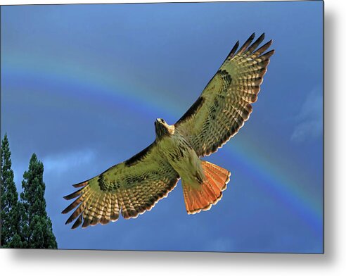 Red Tail Hawk Metal Print featuring the photograph Wings 2 by Donna Kennedy
