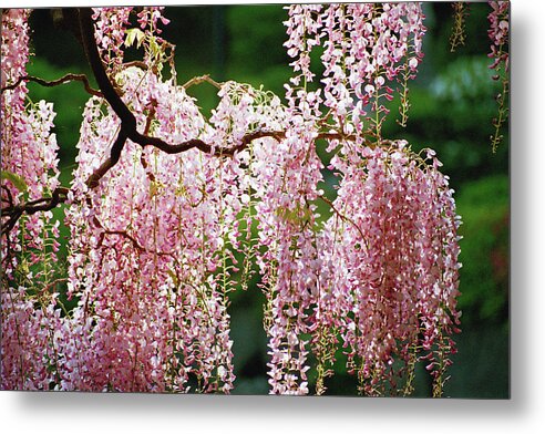Flowers Metal Print featuring the photograph Wisteria by Bonnie Colgan