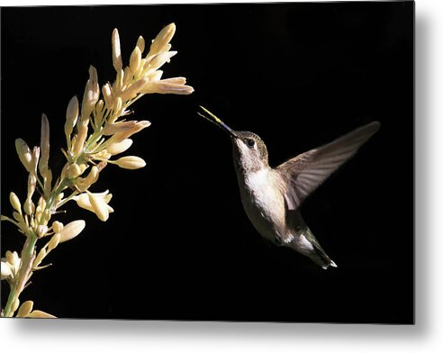 Black-chinned Hummingbird Metal Print featuring the photograph Yellow Beak by Donna Kennedy