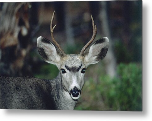 Young Buck Metal Print featuring the photograph Young Buck in the Woods by Bonnie Colgan