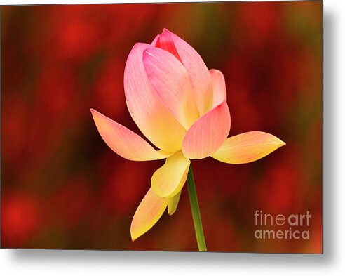 Flower Metal Print featuring the photograph Impressions by John F Tsumas