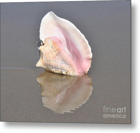 Seashells Metal Print featuring the photograph Conch by Josephine Cohn
