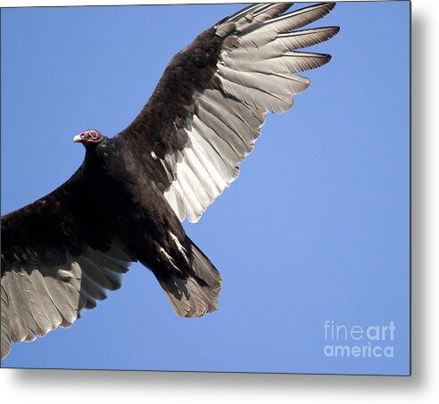 Vulture Metal Print featuring the photograph Vulture by Jeannette Hunt