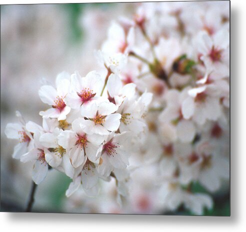 Flowers Metal Print featuring the photograph Cherry Blossom Close-up No. 6 by Karen Garvin