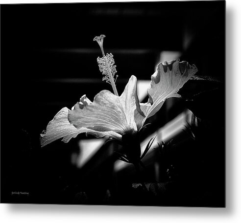 Floral Metal Print featuring the photograph Hawaiian Hibiscus Flower by Gerlinde Keating