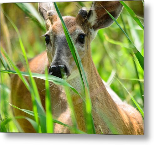 Deer Metal Print featuring the photograph I See You by Deborah Ritch