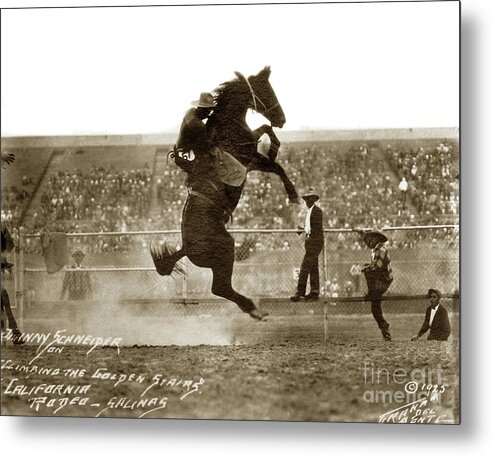 Rodeo Riding Metal Print featuring the photograph Johnny Schneider Climbing the Golden Stairs, California Rodeo, 1925 by Monterey County Historical Society