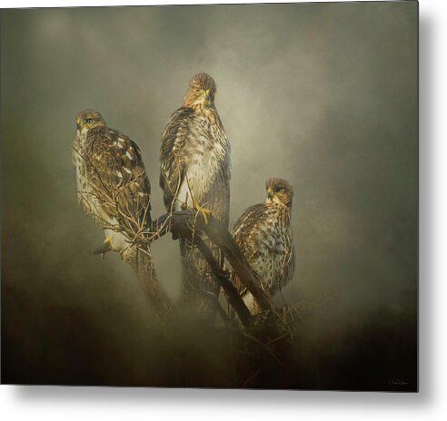 Hawk Metal Print featuring the digital art The Lookouts by Nicole Wilde
