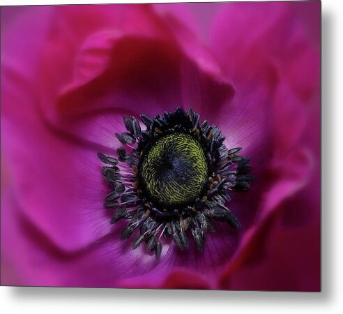 Florida Metal Print featuring the photograph Windflower by Carol Eade