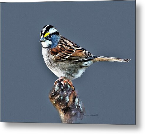 White Throated Sparrow Metal Print featuring the digital art White-Throated Sparrow by Diane Chandler