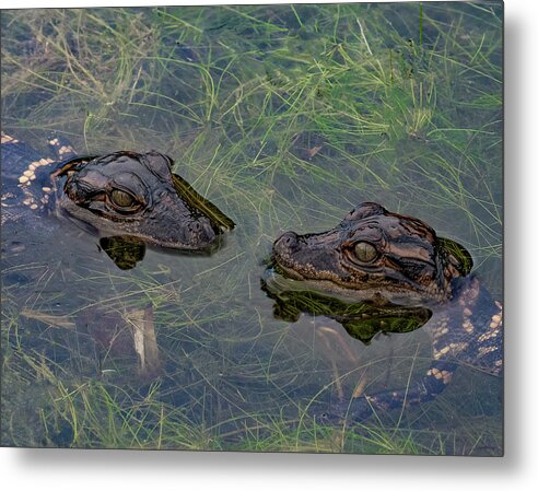Aligator Metal Print featuring the photograph Baby Aligatots by Larry Marshall