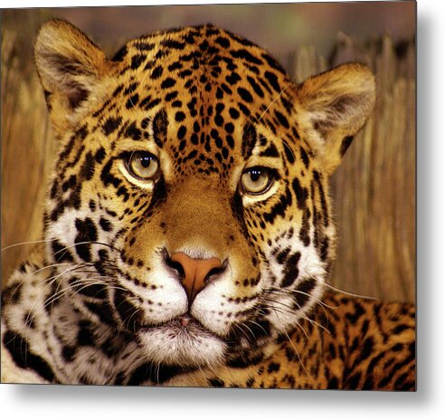 Milwaukee County Zoo Metal Print featuring the photograph Stella, close up by Deb Beausoleil