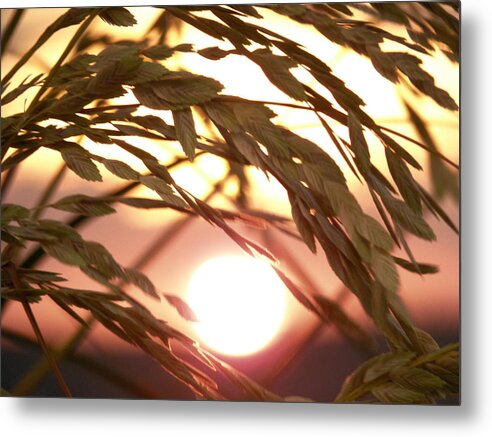 Sea Oats Metal Print featuring the photograph Sea Oats Sunset by Susan Duda
