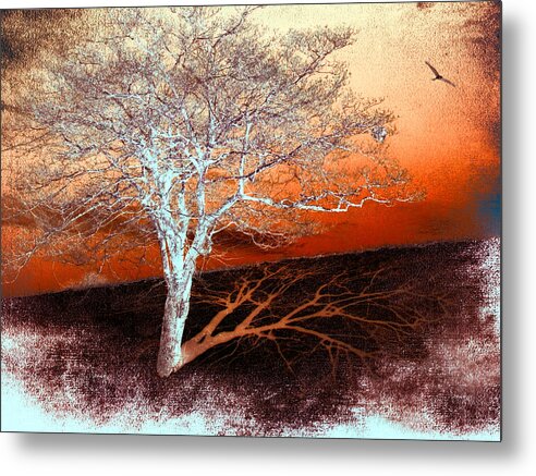 North Carolina Metal Print featuring the photograph Tree in Snow in the Blue Ridge II #1 by Dan Carmichael