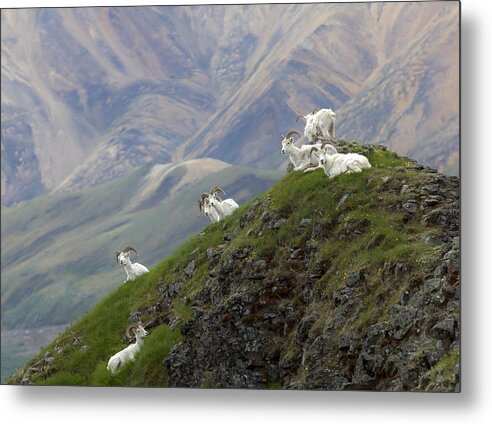 Dahl Metal Print featuring the photograph Alaskan Dall Dahl-sheep Image Art by Jo Ann Tomaselli