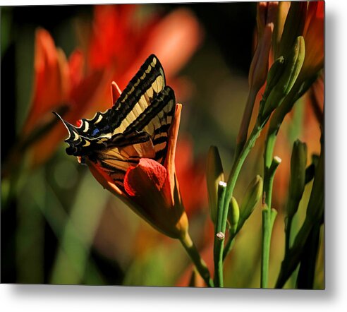 Swallowtail Metal Print featuring the photograph Anybody In Here ? by Donna Kennedy
