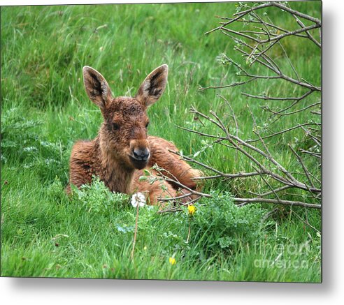 Moose Metal Print featuring the photograph Moose Calf under Willow by Phil Banks