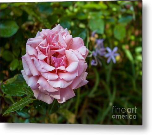 Rose Metal Print featuring the photograph Pink Rose by Randy Jackson