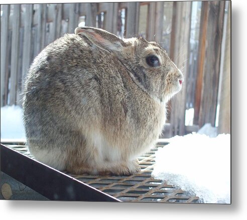 Animal Metal Print featuring the photograph Rabbit waiting for the snow to melt by Daniel Larsen