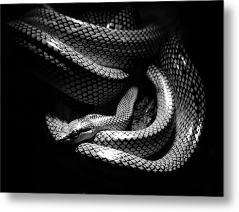 Snake Metal Print featuring the photograph Serpentes by D L McDowell-Hiss