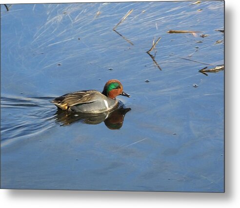 Birds Metal Print featuring the photograph Teal by Mark Alan Perry