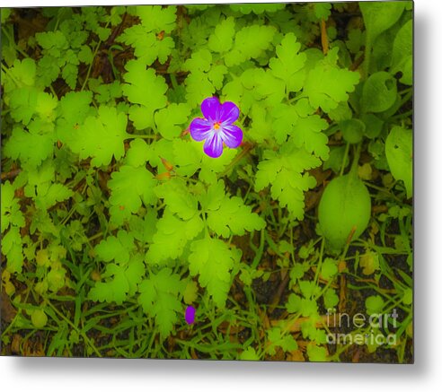 The Magic Forest Metal Print featuring the photograph The Magic Forest-16 by Casper Cammeraat