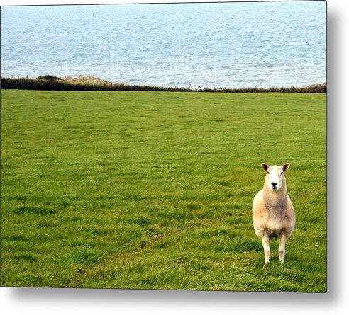 White Sheep Metal Print featuring the photograph White sheep in a green field by the sea by Georgia Clare