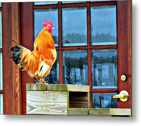 Chickens Metal Print featuring the photograph Proud Rooster by Jo Sheehan