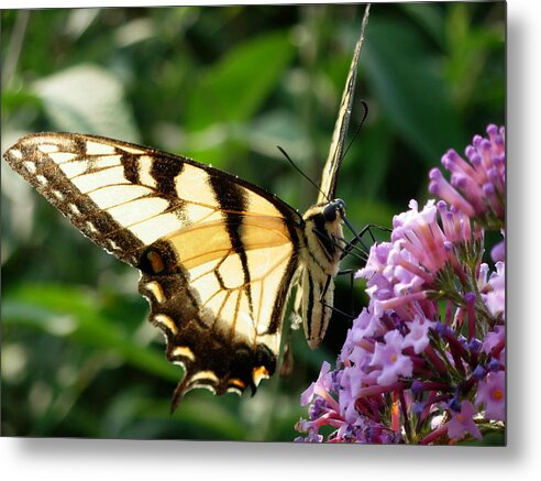 Butterflies Metal Print featuring the photograph Full of Life #2 by Amanda Vouglas