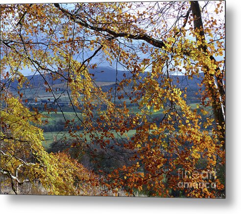 Autumn Metal Print featuring the photograph Beech tree in Autumn by Phil Banks