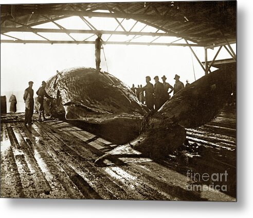 Moss Landing Metal Print featuring the photograph Flensing a Sperm Whale in the try works of the Moss Landing Whaling 1919 by Monterey County Historical Society