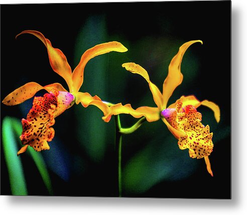 Orchids Metal Print featuring the photograph Orchid Flight by Rochelle Berman