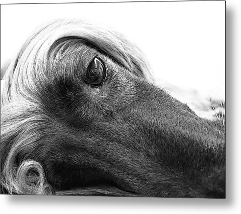 Dog Metal Print featuring the digital art Haji's Curl by Diane Chandler