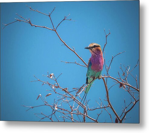 Roller Metal Print featuring the photograph Lilac-breasted Roller by Claudio Maioli