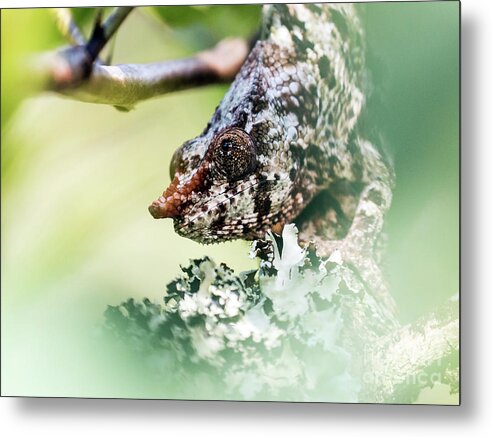 Chameleon Metal Print featuring the photograph Short-horned Chameleon 1 by Claudio Maioli