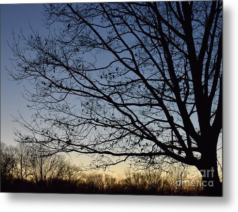 Tree Metal Print featuring the photograph Almost Naked Sinistra by Fantasy Seasons