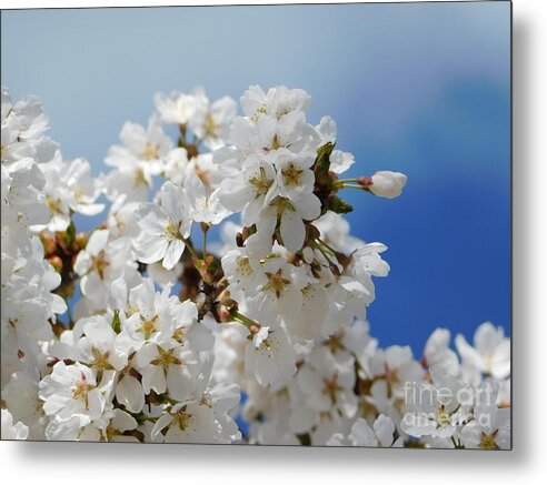 White Cherry Blossoms Metal Print featuring the photograph Just April 4th by Fantasy Seasons