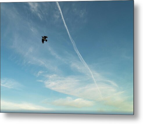 Wildlife#bird#flying#crow In The Sky#plane Tracks #cool Flight #skyscape Photography Freedom Metal Print featuring the photograph Crow And Plane In Cool Flight by Aleksandrs Drozdovs
