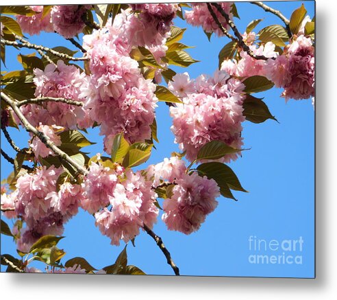 Cherry Blossoms Metal Print featuring the photograph Romantic Tutus by Fantasy Seasons