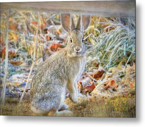 Bunny Metal Print featuring the photograph Who Framed Roger Rabbit by Donna Kennedy
