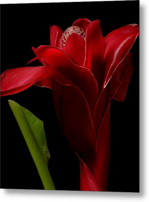 Red Torch Ginger Metal Print featuring the photograph Ginger Red by James Temple
