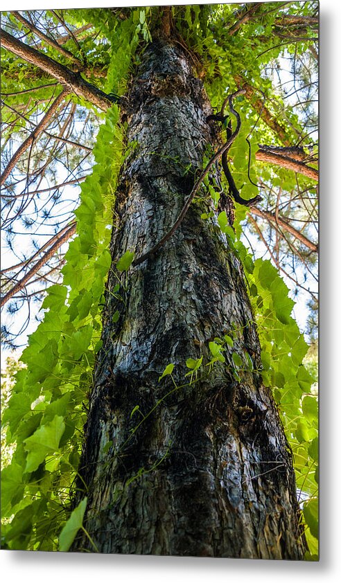 Ivy Metal Print featuring the photograph Wild Ivy Tree by Tommy Farnsworth