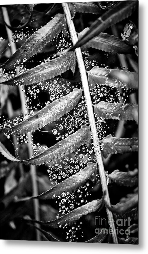 Black And White Metal Print featuring the photograph Rain droplets in a spider web and fern plant by Bruce Block