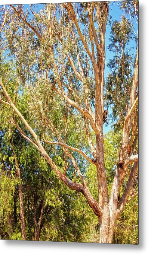 Mad About Wa Metal Print featuring the photograph Spot the Koala, Yanchep National Park by Dave Catley