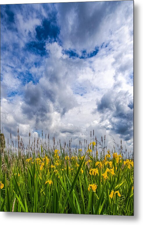 Wetlands Metal Print featuring the photograph Springtime in the Wetlands by Tommy Farnsworth