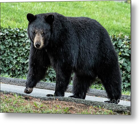 Bear In Tree Metal Print featuring the photograph Black Bear in North Asheville by David Oppenheimer