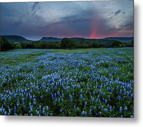  Metal Print featuring the photograph Bluebonnets At Saddle Mountain by Johnny Boyd