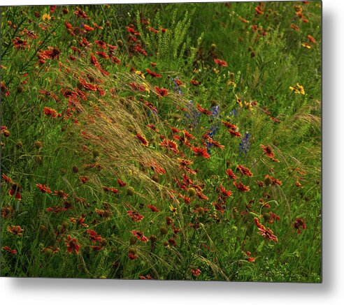 Paintbrushes Metal Print featuring the photograph Spear Grass by Johnny Boyd